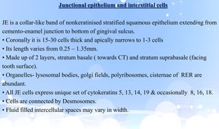 JE is a collar-like band of nonkeratinised stratified squamous epithelium extending from
cemento-enamel junction to bottom of gingival sulcus.
• Coronally it is 15-30 cells thick and apically narrows to 1-3 cells
• Its length varies from 0.25 – 1.35mm.
• Made up of 2 layers, stratum basale ( towards CT) and stratum suprabasale (facing
tooth surface).
• Organelles- lysosomal bodies, golgi fields, polyribosomes, cisternae of RER are
abundant.
• All JE cells express unique set of cytokeratins 5, 13, 14, 19 & occasionally 8, 16, 18.
• Cells are connected by Desmosomes.
• Fluid filled intercellular spaces may vary in width.
Junctional epithelium and interstitial cells
 