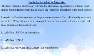 Epithelial Attachment Apparatus
The term epithelial attachment: refers to the attachment apparatus, i.e. internal basal
lamina & hemidesmosomes that connects the junctional epithelium to the tooth surface.
It consists of hemidesmosomes at the plasma membrane of the cells directly attached to
the tooth (DAT cells) and a basal lamina-like extracellular matrix, termed the internal
basal lamina, on the tooth surface.
1. LAMINA LUCIDA or lamina rara
2. LAMINA DENSA
3. LAMINA FIBRORETICULARIS (sub-basal lamina)
 