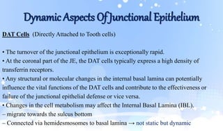 Dynamic Aspects Of Junctional Epithelium
DAT Cells (Directly Attached to Tooth cells)
• The turnover of the junctional epithelium is exceptionally rapid.
• At the coronal part of the JE, the DAT cells typically express a high density of
transferrin receptors.
• Any structural or molecular changes in the internal basal lamina can potentially
influence the vital functions of the DAT cells and contribute to the effectiveness or
failure of the junctional epithelial defense or vice versa.
• Changes in the cell metabolism may affect the Internal Basal Lamina (IBL).
– migrate towards the sulcus bottom
– Connected via hemidesmosomes to basal lamina → not static but dynamic
 
