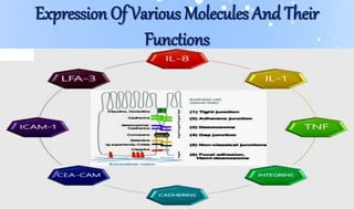 Expression Of Various Molecules And Their
Functions
 