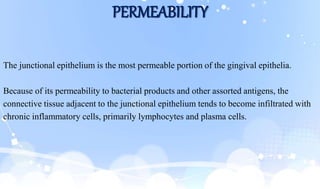 PERMEABILITY
The junctional epithelium is the most permeable portion of the gingival epithelia.
Because of its permeability to bacterial products and other assorted antigens, the
connective tissue adjacent to the junctional epithelium tends to become infiltrated with
chronic inflammatory cells, primarily lymphocytes and plasma cells.
 