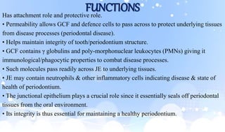 FUNCTIONS
Has attachment role and protective role.
• Permeability allows GCF and defence cells to pass across to protect underlying tissues
from disease processes (periodontal disease).
• Helps maintain integrity of tooth/periodontium structure.
• GCF contains γ globulins and poly-morphonuclear leukocytes (PMNs) giving it
immunological/phagocytic properties to combat disease processes.
• Such molecules pass readily across JE to underlying tissues.
• JE may contain neutrophils & other inflammatory cells indicating disease & state of
health of periodontium.
• The junctional epithelium plays a crucial role since it essentially seals off periodontal
tissues from the oral environment.
• Its integrity is thus essential for maintaining a healthy periodontium.
 