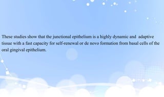 These studies show that the junctional epithelium is a highly dynamic and adaptive
tissue with a fast capacity for self-renewal or de novo formation from basal cells of the
oral gingival epithelium.
 