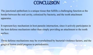 CONCLUSION
The junctional epithelium is a unique tissue that fulfills a challenging function at the
border between the oral cavity, colonized by bacteria, and the tooth attachment
apparatus.
It represent key mechanism in host parasite interraction, since it actively participates in
the host defense mechanism rather than simply providing an attachment to the tooth
surface.
These defense mechanisms may be overwhelmed by bacterial virulence factors, and the
gingival lesion could progress to periodontitis.
 