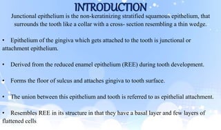 INTRODUCTION
Junctional epithelium is the non-keratinizing stratified squamous epithelium, that
surrounds the tooth like a collar with a cross- section resembling a thin wedge.
• Epithelium of the gingiva which gets attached to the tooth is junctional or
attachment epithelium.
• Derived from the reduced enamel epithelium (REE) during tooth development.
• Forms the floor of sulcus and attaches gingiva to tooth surface.
• The union between this epithelium and tooth is referred to as epithelial attachment.
• Resembles REE in its structure in that they have a basal layer and few layers of
flattened cells
 
