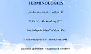TERMINOLOGIES
Epithelial attachment – Gottlieb 1921
Epithelial cuff - Waerhaug 1952
Attached epithelial cuff - Orban 1956
Attachment epithelium - Grant, Stern 1968
Junctional epithelium - Anderson and Stern1967
 