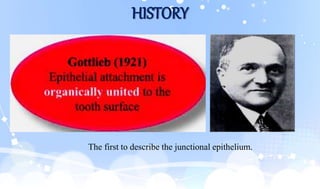 HISTORY
The first to describe the junctional epithelium.
 