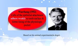 Based on his animal experiments(in dogs).
 