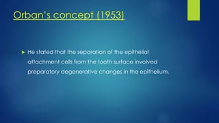 Orban’s concept (1953)
 He stated that the separation of the epithelial
attachment cells from the tooth surface involved
preparatory degenerative changes in the epithelium.
 
