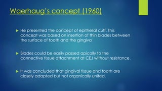 Waerhaug’s concept (1960)
 He presented the concept of epithelial cuff. This
concept was based on insertion of thin blades between
the surface of tooth and the gingiva
 Blades could be easily passed apically to the
connective tissue attachment at CEJ without resistance.
 It was concluded that gingival tissue and tooth are
closely adapted but not organically united.
 