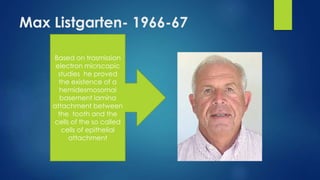 Max Listgarten- 1966-67
Based on trasmission
electron micrscopic
studies he proved
the existence of a
hemidesmosomal
basement lamina
attachment between
the tooth and the
cells of the so called
cells of epithelial
attachment
 