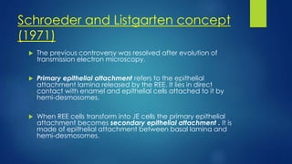 Schroeder and Listgarten concept
(1971)
 The previous controversy was resolved after evolution of
transmission electron microscopy.
 Primary epithelial attachment refers to the epithelial
attachment lamina released by the REE. It lies in direct
contact with enamel and epithelial cells attached to it by
hemi-desmosomes.
 When REE cells transform into JE cells the primary epithelial
attachment becomes secondary epithelial attachment . It is
made of epithelial attachment between basal lamina and
hemi-desmosomes.
 