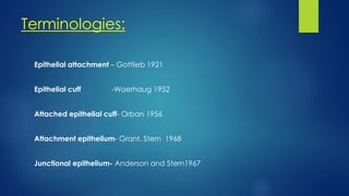Terminologies:
Epithelial attachment – Gottlieb 1921
Epithelial cuff -Waerhaug 1952
Attached epithelial cuff- Orban 1956
Attachment epithelium- Grant, Stern 1968
Junctional epithelium- Anderson and Stern1967
 