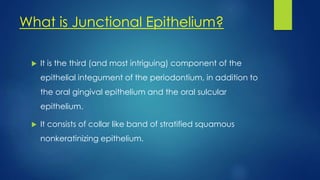 What is Junctional Epithelium?
 It is the third (and most intriguing) component of the
epithelial integument of the periodontium, in addition to
the oral gingival epithelium and the oral sulcular
epithelium.
 It consists of collar like band of stratified squamous
nonkeratinizing epithelium.
 