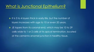 What is Junctional Epithelium?
 It is 3 to 4 layers thick in early life, but the number of
layers increases with age to 10 or even 20 years.
 JE tapers from its coronal end, which may be 10 to 29
cells wide to 1 or 2 cells at its apical termination, located
at the cemento enamel junction in healthy tissue.
 