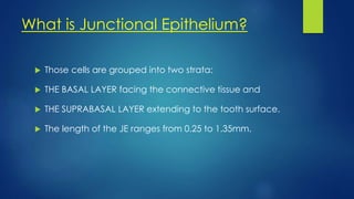 What is Junctional Epithelium?
 Those cells are grouped into two strata:
 THE BASAL LAYER facing the connective tissue and
 THE SUPRABASAL LAYER extending to the tooth surface.
 The length of the JE ranges from 0.25 to 1.35mm.
 