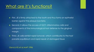 What are it’s functions?
 First, JE is firmly attached to the tooth and thus forms an epithelial
barrier against the plaque bacteria.
 Second, it allows the access of GCF, inflammatory cells and
components of the immunological host defense to the gingival
margin.
 Third, JE cells exhibit rapid turnover, which contributes to the host
parasite equilibrium and rapid repair of damaged tissue
Genco RJ et al AAP 1996
 