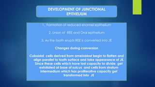 DEVELOPMENT OF JUNCTIONAL
EPITHELIUM
1. Formation of reduced enamel epithelium
2. Union of REE and Oral epithelium
3. As the tooth erupts REE is converted into JE
Changes during conversion
Cuboidal cells derived from ameloblast begin to flatten and
align parallel to tooth surface and take appearance of JE.
Since these cells which have lost capacity to divide get
exfoliated at base of sulcus and cells from stratum
intermedium which has proliferative capacity get
transformed into JE
 