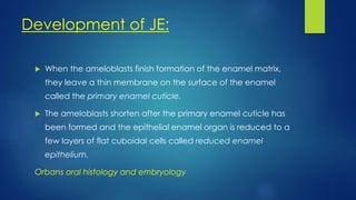 Development of JE:
 When the ameloblasts finish formation of the enamel matrix,
they leave a thin membrane on the surface of the enamel
called the primary enamel cuticle.
 The ameloblasts shorten after the primary enamel cuticle has
been formed and the epithelial enamel organ is reduced to a
few layers of flat cuboidal cells called reduced enamel
epithelium.
Orbans oral histology and embryology
 