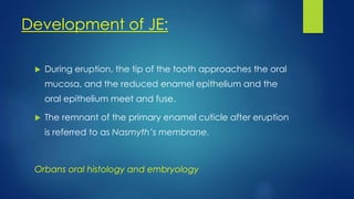 Development of JE:
 During eruption, the tip of the tooth approaches the oral
mucosa, and the reduced enamel epithelium and the
oral epithelium meet and fuse.
 The remnant of the primary enamel cuticle after eruption
is referred to as Nasmyth’s membrane.
Orbans oral histology and embryology
 