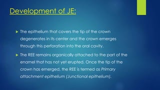 Development of JE:
 The epithelium that covers the tip of the crown
degenerates in its center and the crown emerges
through this perforation into the oral cavity.
 The REE remains organically attached to the part of the
enamel that has not yet erupted. Once the tip of the
crown has emerged, the REE is termed as Primary
attachment epithelium (Junctional epithelium).
 