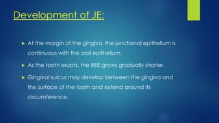 Development of JE:
 At the margin of the gingiva, the junctional epithelium is
continuous with the oral epithelium.
 As the tooth erupts, the REE grows gradually shorter.
 Gingival sulcus may develop between the gingiva and
the surface of the tooth and extend around its
circumference.
 