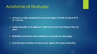 Anatomical features:
 JE forms a collar peripheral to cervical region of tooth of about 0.75
to 1.35 mm
 Interproximally JE of adjacent teeth fuse to form the lining of the col
area
 Epithelial connective tissue interface is smooth (no rete pegs)
 JE is thickest at bottom of sulcus and tapers of in apical direction
 