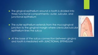  The gingival epithelium around a tooth is divided into
three functional compartments– outer, sulcular, and
junctional epithelium
 The outer epithelium extends from the mucogingival
junction to the gingival margin where crevicular/sulcular
epithelium lines the sulcus
 At the base of the sulcus connection between gingiva
and tooth is mediated with JUNCTIONAL EPITHELIUM
 