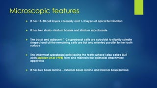 Microscopic features
 It has 15-30 cell layers coronally and 1-3 layers at apical termination
 It has two strata- stratum basale and stratum suprabasale
 The basal and adjacent 1-2 suprabasal cells are cuboidal to slightly spindle
shaped and all the remaining cells are flat and oriented parallel to the tooth
surface
 The innermost suprabasal cells(facing the tooth surface) also called DAT
cells(Salonen et al 1994) form and maintain the epithelial attachment
apparatus
 It has two basal lamina – External basal lamina and internal basal lamina
 