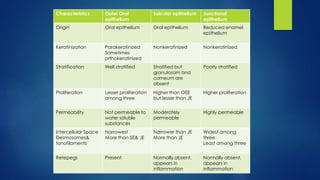 Characteristics Outer Oral
epithelium
Sulcular epithelium Junctional
epithelium
Origin Oral epithelium Oral epithelium Reduced enamel
epithelium
Keratinization Parakeratinized
Sometimes
orthokeratinized
Nonkeratinized Nonkeratinized
Stratification Well stratified Stratified but
granulosam and
corneum are
absent
Poorly stratified
Proliferation Lesser proliferation
among three
Higher than OEE
but lesser than JE
Higher proliferation
Permeability Not permeable to
water soluble
substances
Moderately
permeable
Highly permeable
Intercellular Space
Desmosomes&
tonofilaments
Narrowest
More than SE& JE
Narrower than JE
More than JE
Widest among
three
Least among three
Retepegs Present Normally absent,
appears in
inflammation
Normally absent,
appears in
inflammation
 