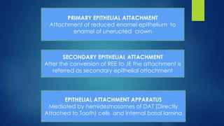 PRIMARY EPITHELIAL ATTACHMENT
Attachment of reduced enamel epithelium to
enamel of unerupted crown
SECONDARY EPITHELIAL ATTACHMENT
After the conversion of REE to JE the attachment is
referred as secondary epithelial attachment
EPITHELIAL ATTACHMENT APPARATUS
Mediated by hemidesmosomes of DAT (Directly
Attached to Tooth) cells and internal basal lamina
 
