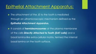 Epithelial Attachment Apparatus:
 The attachment of the JE to the tooth is mediated
through an ultramicroscopic mechanism defined as the
Epithelial Attachment Apparatus.
 It consists of hemidesmosomes at the plasma membrane
of the cells Directly Attached to Tooth (DAT cells) and a
basal lamina-like extra-cellular matrix, termed the internal
basal lamina on the tooth surface.
 