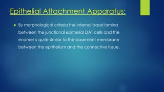 Epithelial Attachment Apparatus:
 By morphological criteria the internal basal lamina
between the junctional epithelial DAT cells and the
enamel is quite similar to the basement membrane
between the epithelium and the connective tissue.
 
