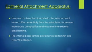 Epithelial Attachment Apparatus:
 However, by bio-chemical criteria, the internal basal
lamina differs essentially from the established basement
membrane composition and thus form the external
basal lamina.
 The internal basal lamina proteins include laminin and
type VIII collagen.
 