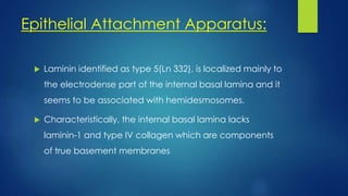 Epithelial Attachment Apparatus:
 Laminin identified as type 5(Ln 332), is localized mainly to
the electrodense part of the internal basal lamina and it
seems to be associated with hemidesmosomes.
 Characteristically, the internal basal lamina lacks
laminin-1 and type IV collagen which are components
of true basement membranes
 