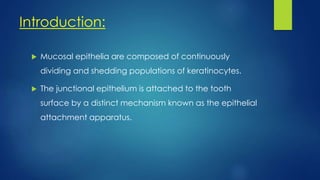 Introduction:
 Mucosal epithelia are composed of continuously
dividing and shedding populations of keratinocytes.
 The junctional epithelium is attached to the tooth
surface by a distinct mechanism known as the epithelial
attachment apparatus.
 