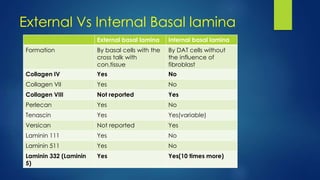 External Vs Internal Basal lamina
External basal lamina Internal basal lamina
Formation By basal cells with the
cross talk with
con.tissue
By DAT cells without
the influence of
fibroblast
Collagen IV Yes No
Collagen VII Yes No
Collagen VIII Not reported Yes
Perlecan Yes No
Tenascin Yes Yes(variable)
Versican Not reported Yes
Laminin 111 Yes No
Laminin 511 Yes No
Laminin 332 (Laminin
5)
Yes Yes(10 times more)
 