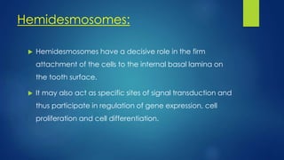 Hemidesmosomes:
 Hemidesmosomes have a decisive role in the firm
attachment of the cells to the internal basal lamina on
the tooth surface.
 It may also act as specific sites of signal transduction and
thus participate in regulation of gene expression, cell
proliferation and cell differentiation.
 