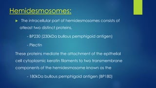 Hemidesmosomes:
 The intracellular part of hemidesmosomes consists of
atleast two distinct proteins,
- BP230 (230kDa bullous pemphigoid antigen)
- Plectin
These proteins mediate the attachment of the epithelial
cell cytoplasmic keratin filaments to two transmembrane
components of the hemidesmosome known as the
- 180kDa bullous pemphigoid antigen (BP180)
 