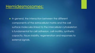 Hemidesmosomes:
 In general, the interaction between the different
components of the extracellular matrix and the cell
surface molecules linked to the intercellular cytoskeleton
is fundamental for cell adhesion, cell motility, synthetic
capacity, tissue stability, regeneration and responses to
external signals.
 