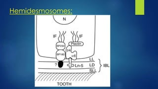 Hemidesmosomes:
 