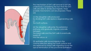 The mechanism of DAT cell turnover is not fully
understood. Considering the fact that the DAT
cells are able to divide and migrate, three
possible mechanisms can be proposed. These
are
(1) the daughter cells produced
by dividing DAT cells replace degenerating cells
on
the tooth surface,
(2) the daughter cells enter the exfoliation
pathway and gradually migrate coronally
between
the basal cells and the DAT cells to eventually
break off
into the sulcus, or
(3) epithelial cells move/migrate in the
coronal direction along the tooth surface and
are replaced by basal cells migrating round the
apical termination of the junctional epithelium.
 