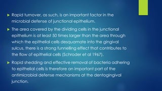  Rapid turnover, as such, is an important factor in the
microbial defense of junctional epithelium.
 The area covered by the dividing cells in the junctional
epithelium is at least 50 times larger than the area through
which the epithelial cells desquamate into the gingival
sulcus, there is a strong funnelling effect that contributes to
the flow of epithelial cells (Schroder et al 1967).
 Rapid shedding and effective removal of bacteria adhering
to epithelial cells is therefore an important part of the
antimicrobial defense mechanisms at the dentogingival
junction.
 