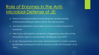Role of Enzymes in the Anti-
Microbial Defense of JE:
 There is increasing evidence indicating that several specific
antimicrobial defense systems exist in the oral mucosa.
 Junctional epithelium, have been found to contain enzyme-rich
lysosomes.
 Their fusion with plasma membrane is triggered by elevation of the
intracellular calcium concentration (Rodriguez et al 1997)
 In rats, the lysosomes have been demonstrated to contain cysteine
proteinases (cathepsin B and H) active at acidic pH (Yamaza T et al
1997).
 