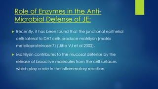  Recently, it has been found that the junctional epithelial
cells lateral to DAT cells produce matrilysin (matrix
metalloproteinase-7) (Uitto VJ et al 2002).
 Matrilysin contributes to the mucosal defense by the
release of bioactive molecules from the cell surfaces
which play a role in the inflammatory reaction.
Role of Enzymes in the Anti-
Microbial Defense of JE:
 