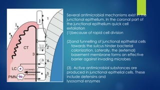 Several antimicrobial mechanisms exist in the
junctional epithelium. In the coronal part of
the junctional epithelium quick cell
exfoliation
(1)because of rapid cell division
(2)and funnelling of junctional epithelial cells
towards the sulcus hinder bacterial
colonization. Laterally, the (external)
basement membrane forms an effective
barrier against invading microbes
(3). Active antimicrobial substances are
produced in junctional epithelial cells. These
include defensins and
lysosomal enzymes
 