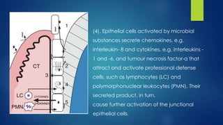 (4). Epithelial cells activated by microbial
substances secrete chemokines, e.g.
interleukin- 8 and cytokines, e.g. interleukins -
1 and -6, and tumour necrosis factor-a that
attract and activate professional defense
cells, such as lymphocytes (LC) and
polymorphonuclear leukocytes (PMN). Their
secreted product, in turn,
cause further activation of the junctional
epithelial cells.
 