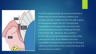 The GCF passing through the junctional epithelium
determines the environmental conditions and
provides sufficient nutrients for the DAT cells to grow.
At the gingival margin the GCF may become
contamined so that agents from the oral cavity
and/or the plaque bacteria challenge the most
coronal DAT cells. Obviously, the conditions
for DAT cell survival and adequate function at the
coronal part of the JE are different and more
susceptible of compromises than those for the basal
cells living in the vicinity of the connective tissue (CT)
and the blood circulation.
 