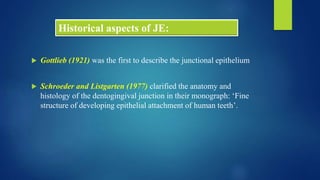 Historical aspects of JE:
 Gottlieb (1921) was the first to describe the junctional epithelium
 Schroeder and Listgarten (1977) clarified the anatomy and
histology of the dentogingival junction in their monograph: ‘Fine
structure of developing epithelial attachment of human teeth’.
 