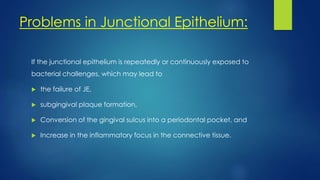 Problems in Junctional Epithelium:
If the junctional epithelium is repeatedly or continuously exposed to
bacterial challenges, which may lead to
 the failure of JE,
 subgingival plaque formation,
 Conversion of the gingival sulcus into a periodontal pocket, and
 Increase in the inflammatory focus in the connective tissue.
 